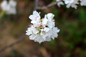 李子花