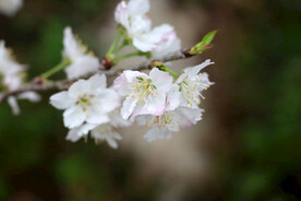 李子花