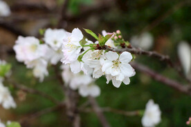 李子花