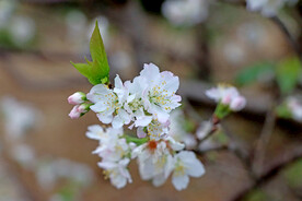 李子花