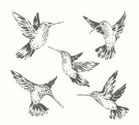 蜂鸟插画