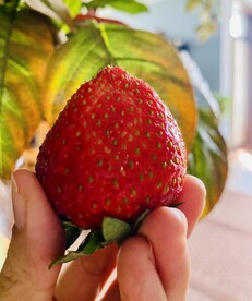 草莓水果