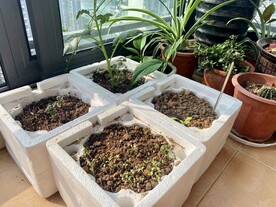 小阳台植物