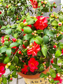 山茶花