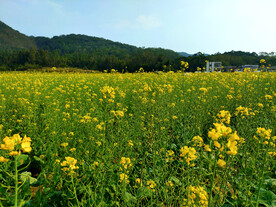 油菜花