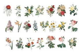 手绘鲜花