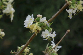 郁香忍冬
