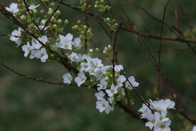 珍珠绣线菊  