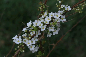 珍珠绣线菊  