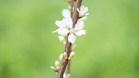 樱桃花