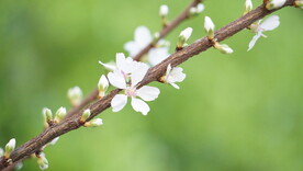 樱桃花