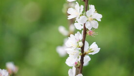 樱桃花