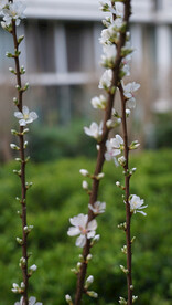 樱桃花