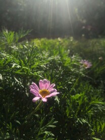 花摄影