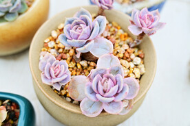 多肉植物紫珍珠