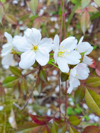 山樱花