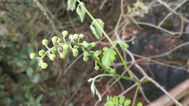 云实花苞