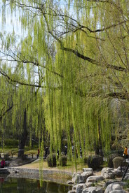 陶然亭风景 