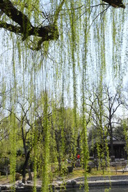 陶然亭风景 