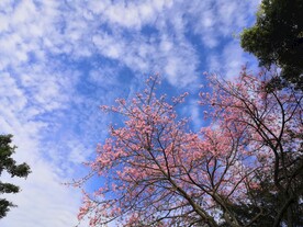 异木棉