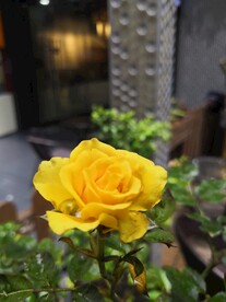 黄玫瑰
