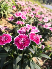 石竹子花