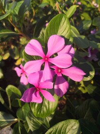 长春花