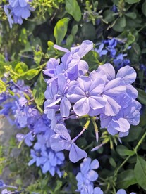 蓝花丹