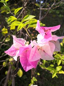三角梅