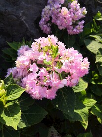绣球花