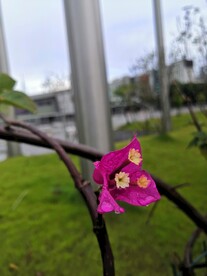 三角梅