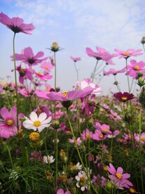 格桑花