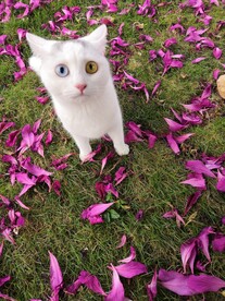 猫 