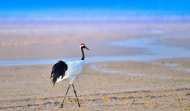 丹顶鹤高清特写