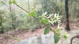 白花檵木花