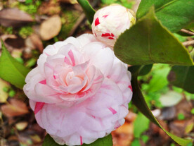 山茶花开