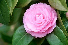 山茶花开