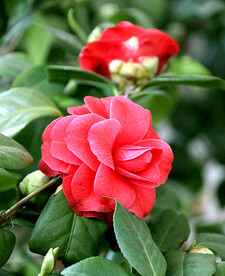 山茶花开