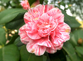 山茶花开