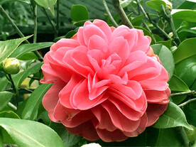 山茶花开