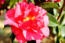 山茶花开