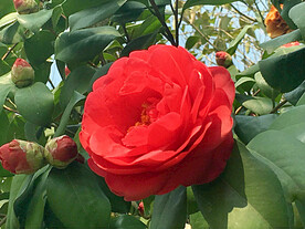 山茶花开