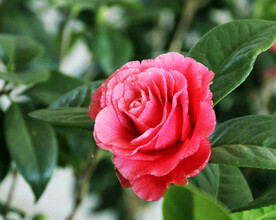 山茶花开