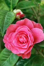 山茶花开
