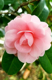 山茶花开