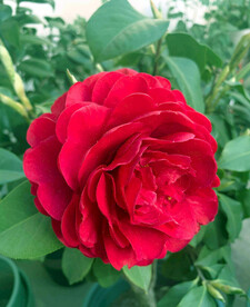山茶花开