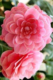 山茶花开
