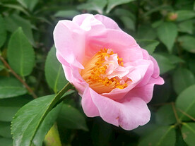 山茶花开