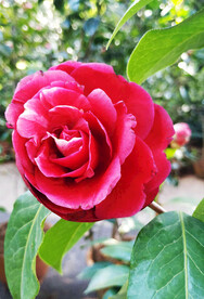 山茶花开