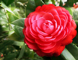 山茶花开